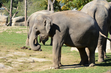 Fototapeta premium elephants