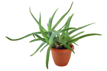 aloe