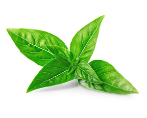 Leaves of basil