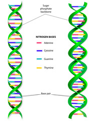 DNA molecule vector diagram