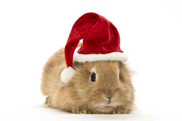 Kaninchen mit Weihnachtsmütze