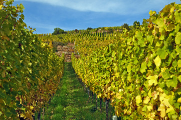 Fototapeta na wymiar Francja, winnice Alzacja jesienią po zbiorach