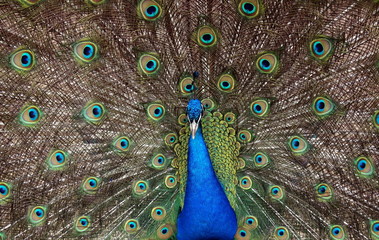 Obraz premium Dancing Peacock