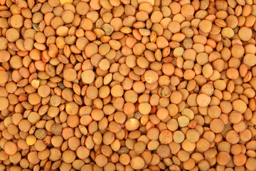 Brown lentil seeds