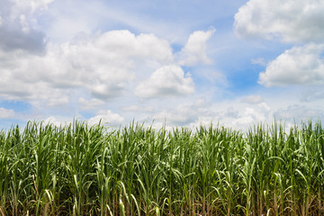 Obraz premium Corn Fields and blue sky