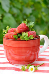 Strawberries in a bowl