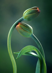 Fototapeta Tulipany obraz