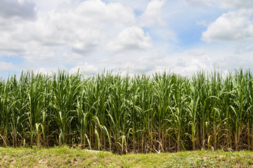 Corn Fields and blue sky