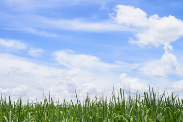 Corn Fields and blue sky
