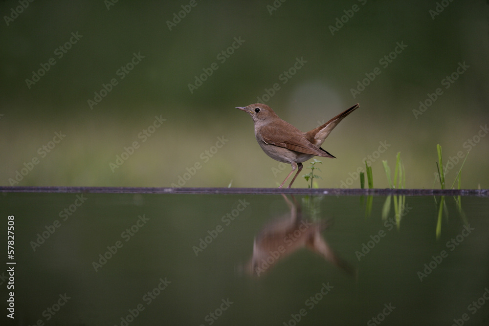 Canvas Prints Nightingale, Luscinia megarhynchos,