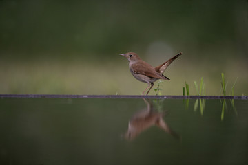 Nightingale, Luscinia megarhynchos,