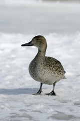 Northern pintail, Anas acuta