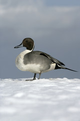 Northern pintail, Anas acuta