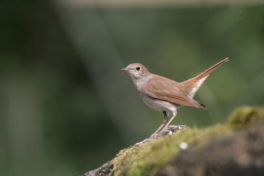 Nightingale, Luscinia Megarhynchos,