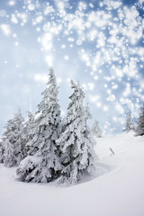 Christmas background with snowy fir trees