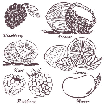 fruit sketch 3