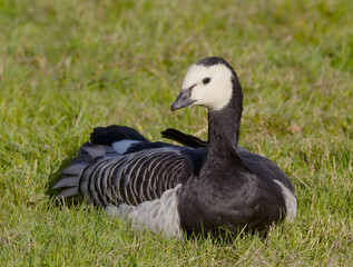 Barnacle goose