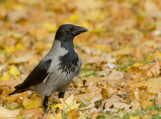 Hooded Crow
