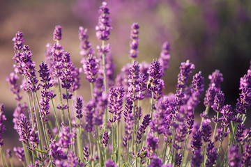 Naklejka premium Lavender flowers in the field