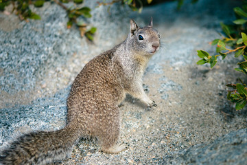 American grey squirrel at Yosemite National Park