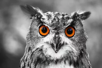 Gartenposter Bestsellern Tieren leuchtende Augen - Uhu
