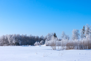 Christmas morning. Snowy winter forest
