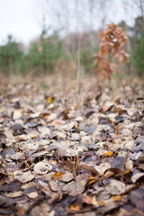 autumn