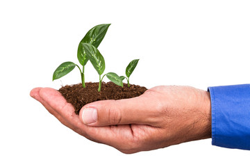 Businessman Holding Soil and Plant