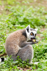 Lemur catta eating
