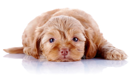 The puppy of a decorative doggie lies on a white background.