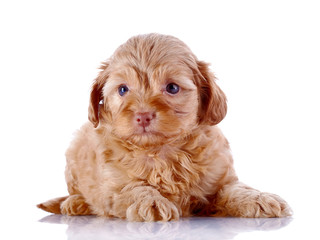 Puppy of a decorative doggie on a white background.