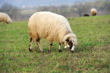 Fototapeta premium Sheep