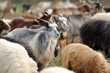 Fototapeta premium Goat