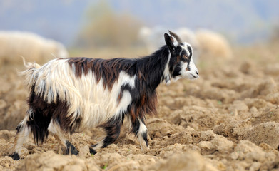 Naklejka premium Goat
