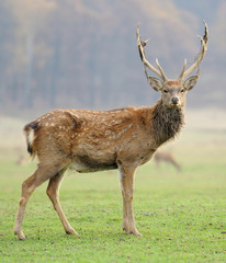 Deer in autumn field