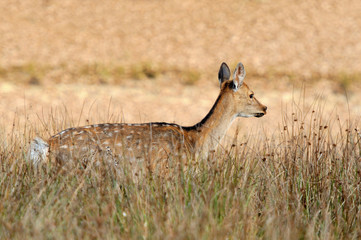 Deer in autumn field
