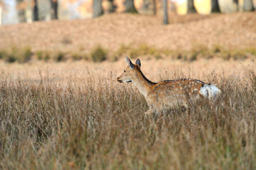 Deer in autumn field