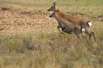 Deer in autumn field
