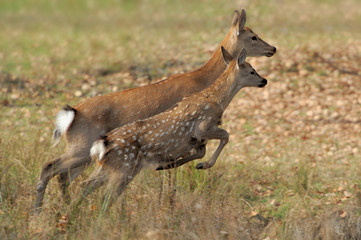 Deer in autumn field