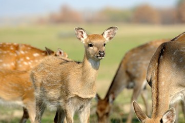 Deer in autumn field