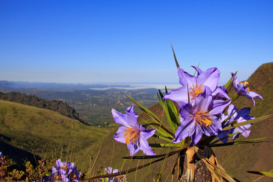Flor de Canela de Ema