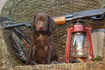 German Short Haired Pointer Puppy with Shotgun