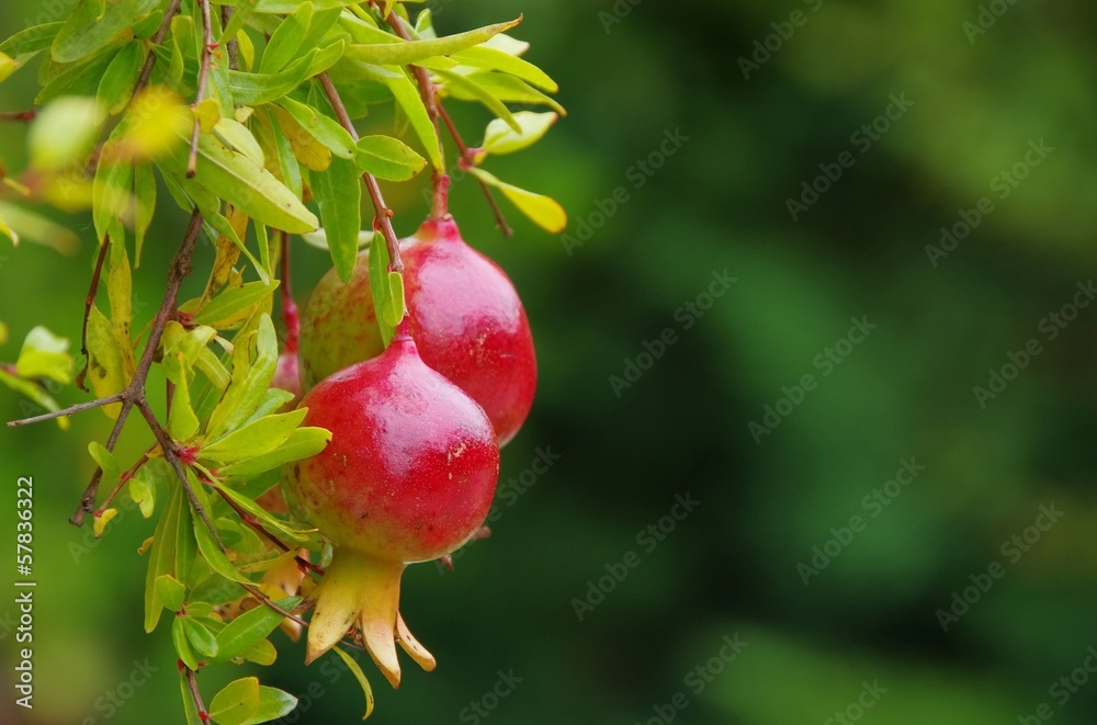 Poster Granatapfel - pomegranate 25