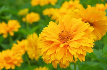 Sonnenauge - oxeye daisy 05