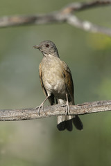 Pale-breasted thrush, Turdus leucomelas