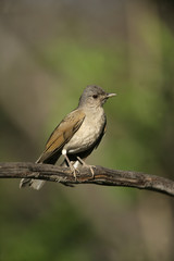 Pale-breasted thrush, Turdus leucomelas