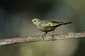 Obraz premium Palm tanager, Thraupis palmarum,