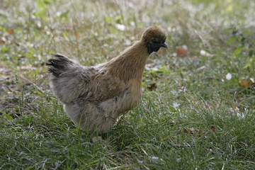 Partridge silkie