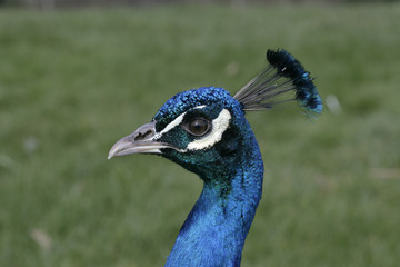 Naklejka premium Peafowl, Pavo cristatus