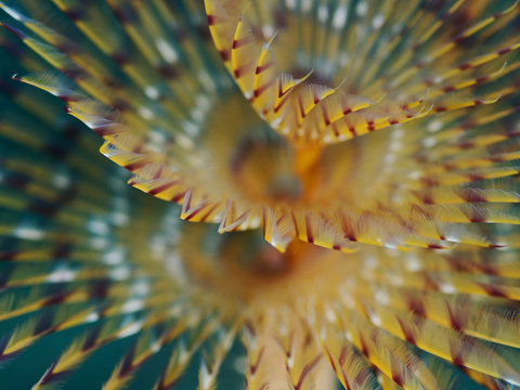 Tube worm, Schraubensabelle (Spirographis spallanzani)